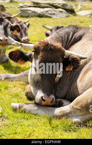 Porträt der Gruppe von Braunvieh Kühe auf Weiden im Néouvielle National Nature Reserve. Pyrenäen. Frankreich. Stockfoto