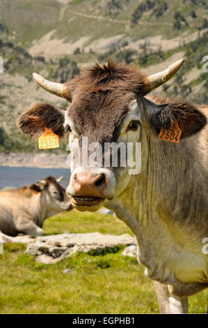Porträt von Braunvieh Kuh im Néouvielle National Nature Reserve. Pyrenäen. Frankreich. Stockfoto