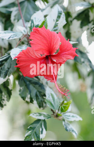 Eibisch, Hibiscus Rosa-Sinensis "Schneekönigin" Vorderansicht der eine rote Blume mit langen Staubbeuteln entstehende bunte Blätter. Stockfoto