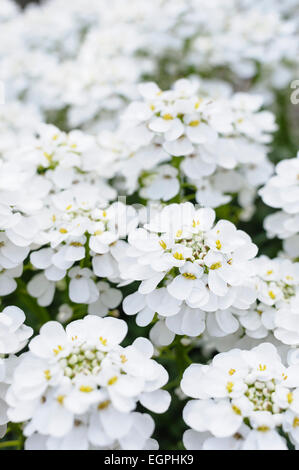 Mehrjährige Schleifenblume Iberis Sempervirens, Draufsicht auf eine Masse von Whie Blumen. Stockfoto
