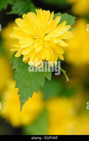 Japanische rose, Kerria Japonica 'Pleniflora', Nahaufnahme einer gelben Blume mit Othes soft Focus hinter. Stockfoto