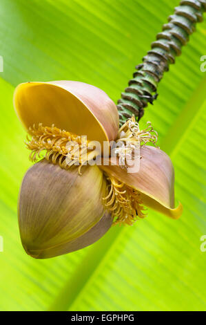 Japanische Banane, Musa Basjoo, enge Seitenansicht eine braune Blume mit mehreren Staubgefäßen, einem hellen grünen Blatt hinter. Stockfoto