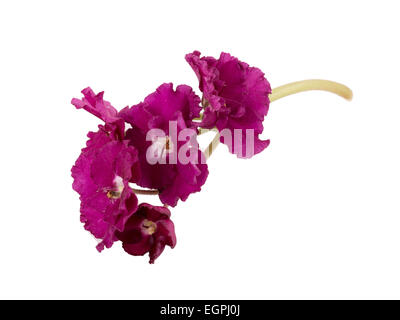 violette Blume isoliert auf weißem Hintergrund Stockfoto