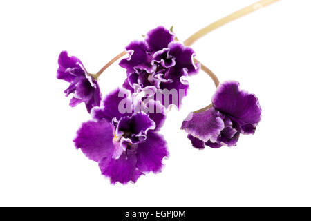 violette Blume isoliert auf weißem Hintergrund Stockfoto