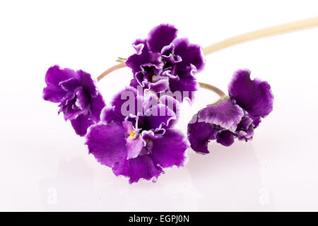 violette Blume isoliert auf weißem Hintergrund Stockfoto