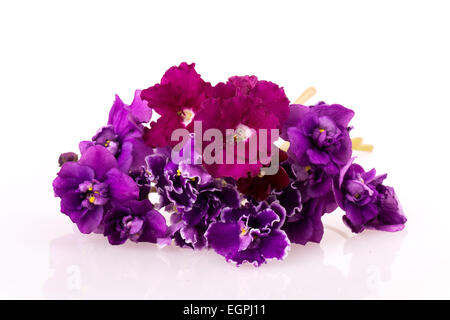 violette Blume isoliert auf weißem Hintergrund Stockfoto