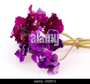 violette Blume isoliert auf weißem Hintergrund Stockfoto