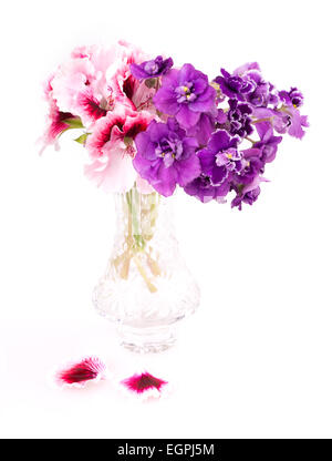 violette Blume isoliert auf weißem Hintergrund Stockfoto