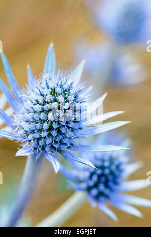 Meer-Holly, Eryngium Planum, Nahaufnahme von einer blauen spikey Blüte mit gelben Spitzen Staubgefäßen, andere weich hinter konzentrieren. Stockfoto