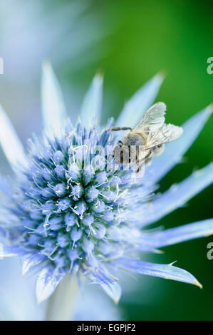 Meer-Holly, Eryngium Planum, Nahaufnahme von einer blauen spikey Blüte mit gelben Staubgefäßen kippte, eine Honigbiene sammelt Pollen. Stockfoto