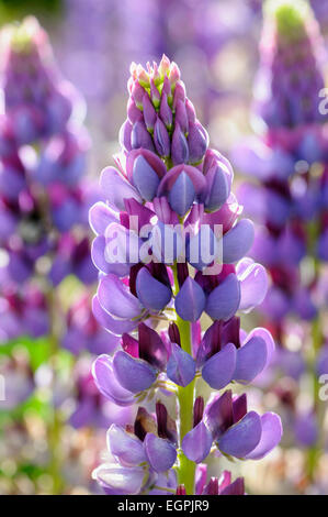 Lupine, Lupinus "Lila Kaiser", Seitenansicht von einem Turm mit zweifarbigen Blüten in lila und Magenta, andere weich hinter, bei strahlendem Sonnenschein zu konzentrieren. Stockfoto