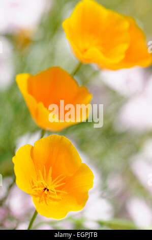 Mohn, Kalifornischer Mohn, Eschscholzia Californica, Nahaufnahme von drei orangen Blüten. Stockfoto