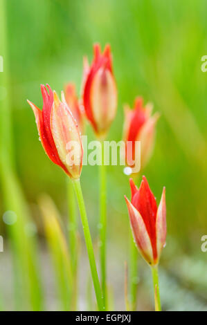 Tulpenbaum, verlässt Liriodendron Tulipifera 'Fastigiatum', enge Draufsicht auf eine Blume mit Grün und orange Blüten und langen orangen Staubblättern grün. Stockfoto