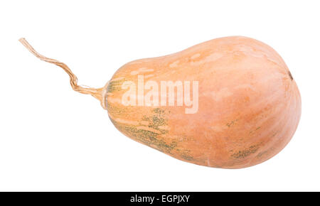 Squash, isoliert auf weißem Hintergrund Stockfoto