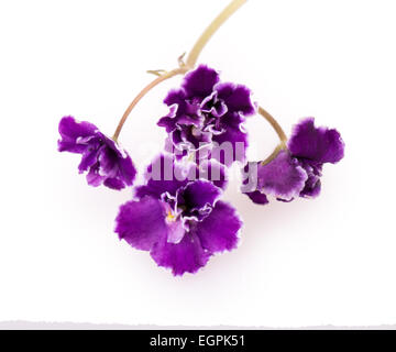 violette Blume isoliert auf weißem Hintergrund Stockfoto