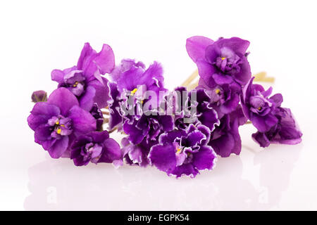 violette Blume isoliert auf weißem Hintergrund Stockfoto