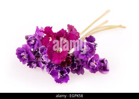 violette Blume isoliert auf weißem Hintergrund Stockfoto