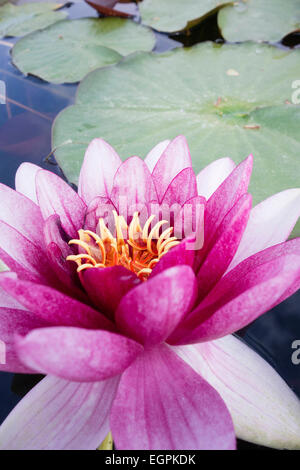 Seerose, Nymphaea Sorte, Nahaufnahme von einer rosa Magenta Blüte mit gelben Staubgefäßen und hinterlässt Stockfoto