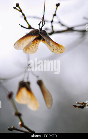 Feldahorn, Acer Campestre, Nahaufnahme von geflügelten Samen auf Zweigen im Winterlicht. Stockfoto