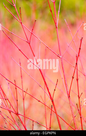 Hartriegel, Cornus sanguineaund 'Annys Winter Orange', Nahaufnahme von roten Spitzen der Zweige. Stockfoto
