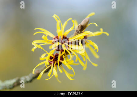 Zaubernuss, Hamamelis x intermedia 'Pallida', Nahaufnahme von einem Zweig mit zottigen lange dünne blättrige gelbe Blüten. Stockfoto