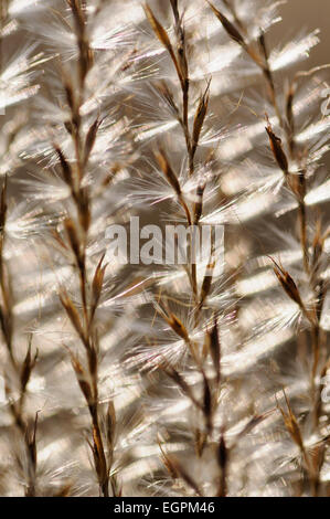 Eulalia Rasen, Miscanthus Sinensis 'Kleine Silberspinne', enge abstraktes Muster von Wedel mit flauschigen Samen, Hintergrundbeleuchtung. Stockfoto