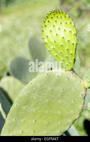 Feigenkaktus, Opuntia Cochenillifera, Seitenansicht des älteren Blatt mit neuer Frische Blätter aus. Stockfoto