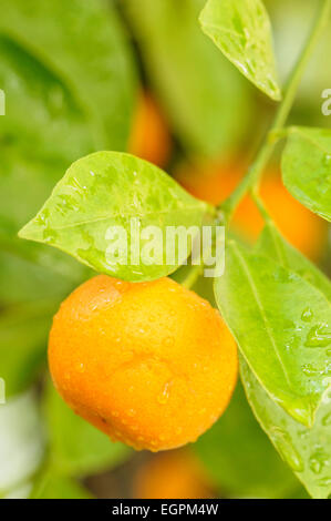 Haben, Citrus Madurensis, Obstbau mit Blättern bedeckt in Regentropfen. Stockfoto