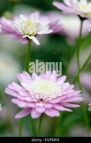 Marguerite Daisy, Argyranthemum Frutescens Sorte, Seitenansicht von Blüten mit violetten äußeren Blütenblätter und Creme innere Blütenblätter auf langen Stielen. Stockfoto