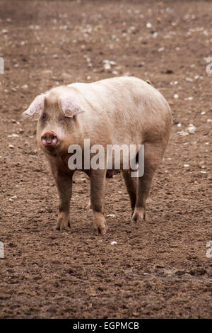 Schwein mit Nase Ring und Ohr-Tags auf Norfolk Bauernhof Stockfoto