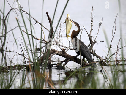 Afrikanische Darter versucht Fische zu vertreiben, die es nur mit seinem scharfen Schnabel Botswana aufgespießt hat Stockfoto