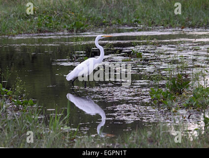 Silberreiher im Wasser im Feuchtgebiet in Botswana Stockfoto