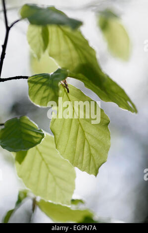 Buche, Fagus Sylvatica, Seitenansicht des kleinen Zweig mit weichen Federblättern und Hintergrundbeleuchtung zeigt Venen. Stockfoto