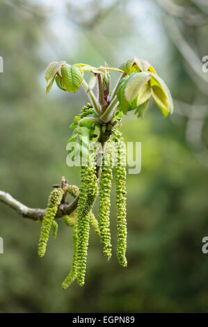 Heartnut, Juglans Ailantifolia Seitenansicht des langen grünen Kätzchen und neue Blätter am Ende von einem Zweig. Stockfoto