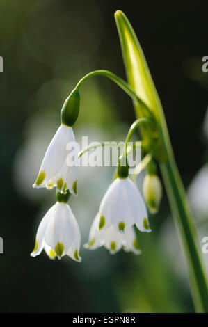 Sommer Schneeflocke, Leucojum Aestivum, Seitenansicht des Clusters der weißen Glöckchen mit grünen Spitzen. Stockfoto