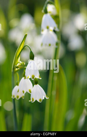 Sommer Schneeflocke, Leucojum Aestivum, Seitenansicht des Clusters der weißen Glöckchen kippte mit grün, andere im Hintergrund. Stockfoto