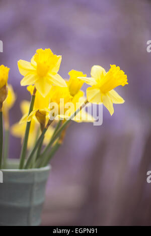 Narzisse Blumen in Vase außerhalb Stockfoto