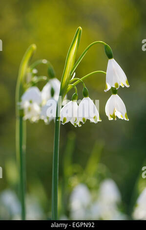 Sommer-Schneeflocke, Leucojum Aestivum, Seitenansicht des Clusters der weißen Glöckchen mit grün, in der goldenen Sonne, eine andere Weichzeichner hinter gekippt. Stockfoto