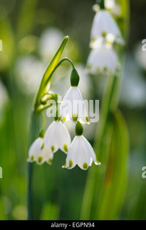 Sommer-Schneeflocke, Leucojum Aestivum, Seitenansicht des Clusters der weißen Glöckchen mit grün, andere weiche Spitzen hinter konzentrieren. Stockfoto