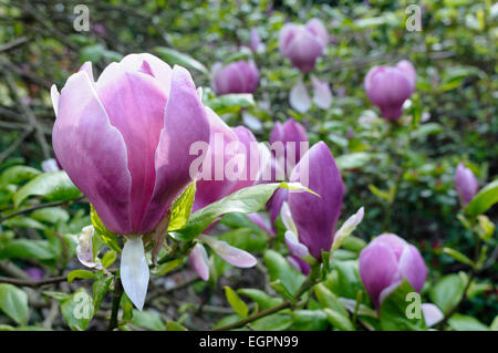 Untertasse Magnolie, Magnolia X soulangeana 'Lennei', Seitenansicht von mehreren geschlossen Blüten rosarot. Stockfoto