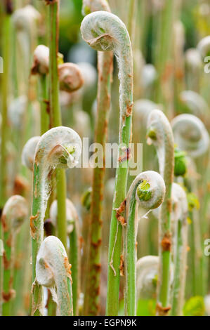 Farn, Osmunda Regalis, seitlichen Blick auf viele keimhaft Stängel mit weißen Flaum Härchen über die Tipps. Stockfoto