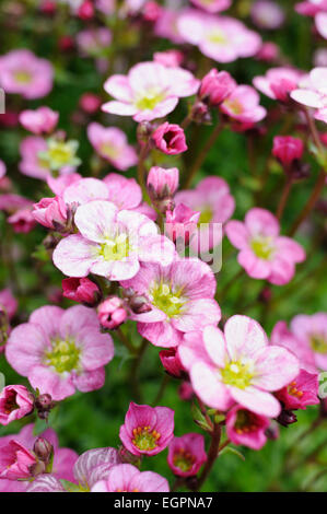 Steinbrech, Saxifraga 'Frühen Pink', mehrere Stämme mit offenen Blüten und Knospen, blassrosa gestreift mit dunkler rosa und greeny Zentren. Stockfoto