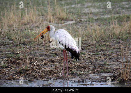 Gelb-billed Storch Fütterung auf Frosch in Botswana Stockfoto