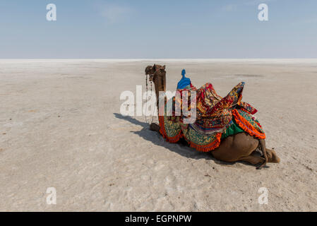Kamele bei großen weißen Rann, Kutch Stockfoto