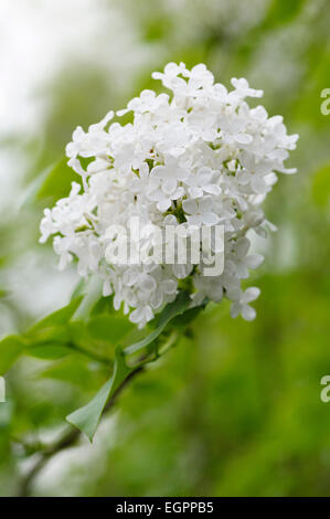 Flieder, Syringa Oblata, eine blühende Rispe mit vielen kleinen weißen Blüten. Stockfoto