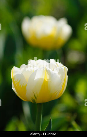 Tulpen, Tulipa "Flaming Evita", seitliche Sicht auf eine doppelte weiße Blume mit einer gelben Flamme Kennzeichnung, ein weiteres hinter. Stockfoto