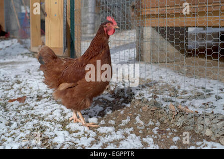 Rhode Island Red Chicken außerhalb laufen im Schnee stehen. Stockfoto