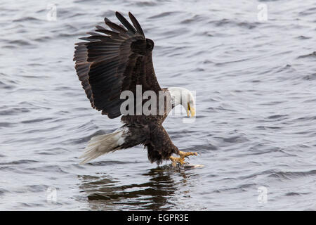 Eine Reife Weißkopf-Seeadler fangen einen Fisch aus dem Mississippi Fluß. Stockfoto