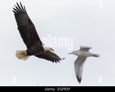 Eine ausgereifte Weißkopf-Seeadler und Möwen fliegen in der Nähe zueinander. Stockfoto