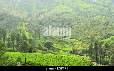 Munnar Landschaft Blick Munnar Kerala Indien Stockfoto